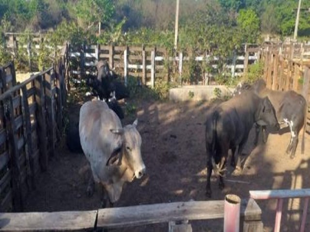Polícia Militar localiza no Piauí 14 touros furtados de fazenda no Ceará