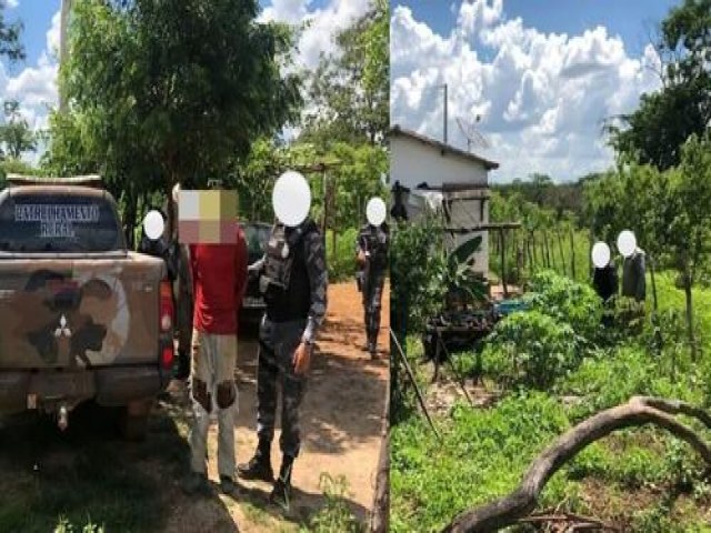 Polícia localiza plantação de maconha e homem é preso na zona rural de Geminiano
