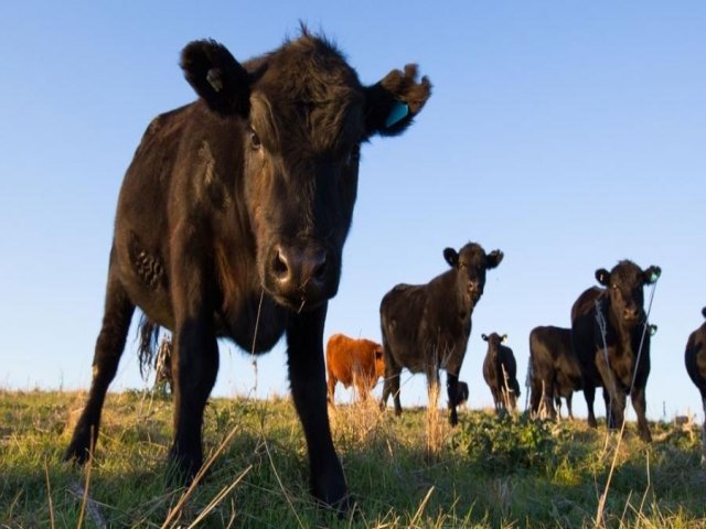 Ministério da Agricultura investiga doença da 'vaca louca' no Brasil