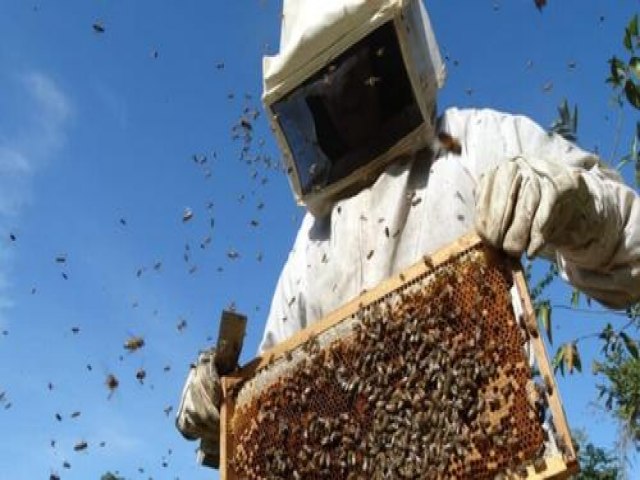 Seminário ?Piauí, Doce Mel? discute fortalecimento da apicultura