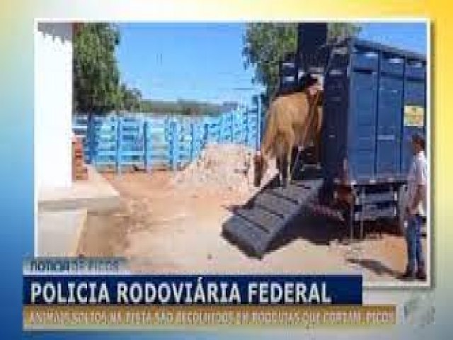Polícia Rodoviária Federal e Prefeitura de Picos realizam operação nas vias de Picos
