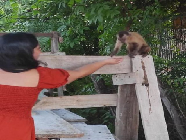 Moradores flagram macaco circulando com filhote de gato em bairro de Picos