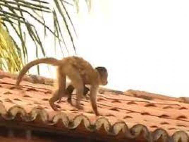 Macaco é apelidado de Chico por moradores de Picos