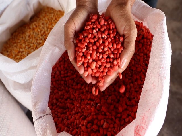SAF entrega sementes a agricultores familiares de 24 municípios nesta sexta (24)
