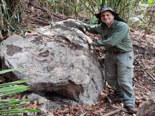Pesquisadores encontram tronco de árvore em floresta de Altos mais antigo que os dinossauros