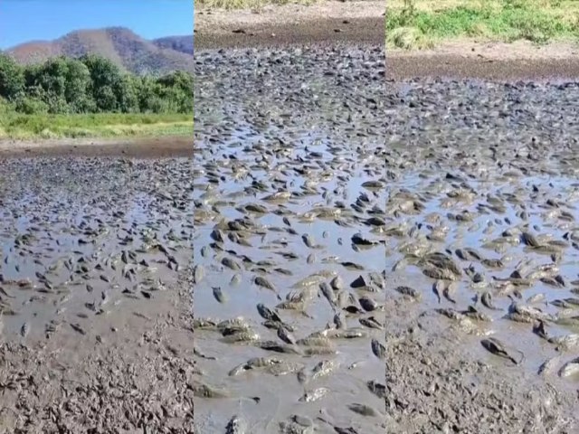 Centenas de peixes agonizam em meio  seca em baa inundvel no Pantanal de MS.