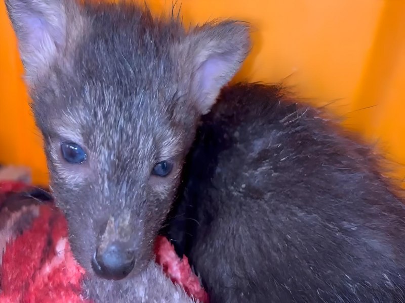 Animais recebem tratamento especializado aps queimadas