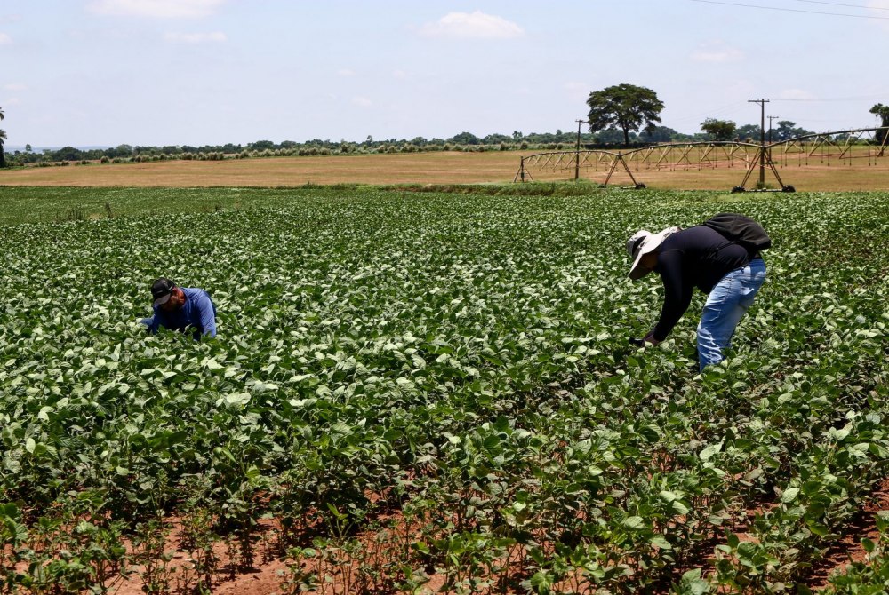 Agro paulista fecha 2025 com super�vit de US$ 23 bilh�es