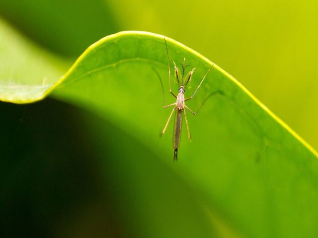 OMS lana iniciativa para evitar novos surtos de dengue, febre amarela e Zika