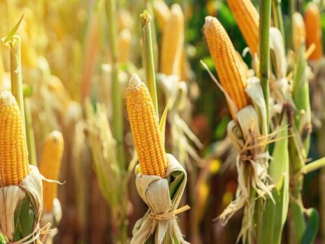 Valor da Produo Agropecuria de 2022 deve chegar a R$ 1,227 trilho, projeta MAPA