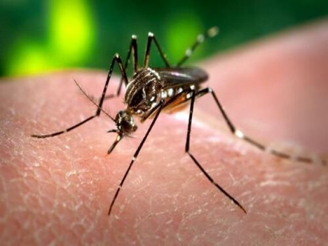 Casos de dengue sobem 95,2% no Brasil