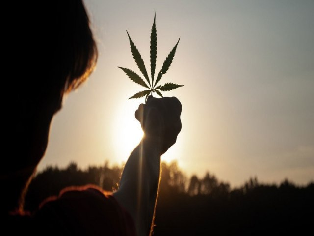 Legalizao de cannabis aumentou o consumo dirio, afirma estudo da ONU