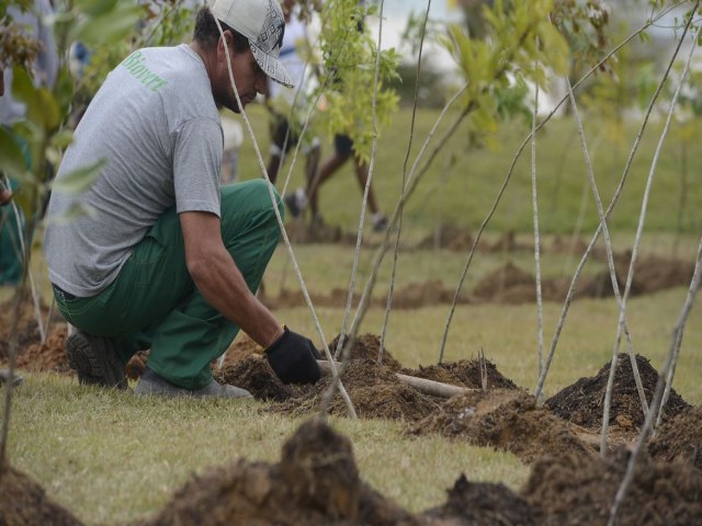 Dia da Árvore: projeto ajuda a reflorestar bioma 100% brasileiro