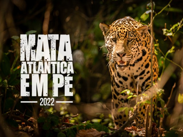 Operação Mata Atlântica em Pé 2022 alerta para o preocupante contínuo desmatamento em Pernambuco