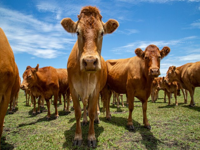 Vaca louca no Par, governo suspende exportaes de carne  China