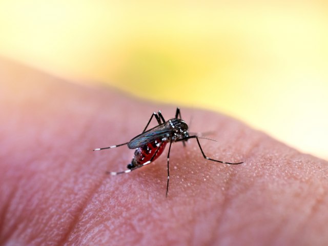 Novo boletim confirma mais 2,9 mil casos e um bito por dengue no Paran