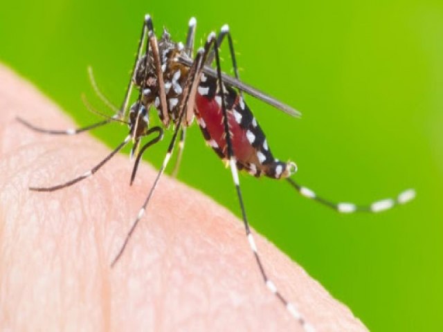 Ministrio da Sade lana campanha aps aumento da dengue, Zika e chikungunya