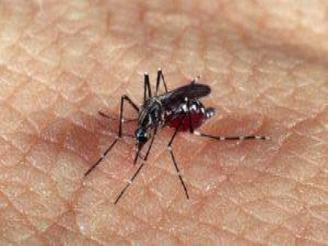 Ressurgimento do sorotipo 3 da dengue preocupa especialistas