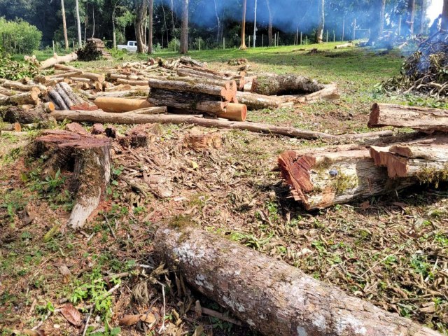 Imagens de satlite: 1 operao remota contra desmatamento aplica R$ 5,9 milhes em multas