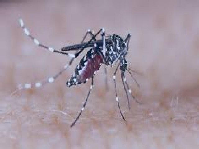 Dengue: 10 Mitos e Verdades sobre a doena