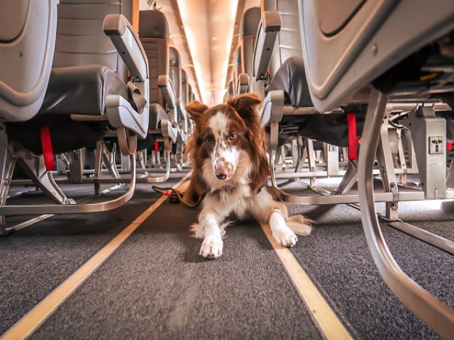 Especialista explica sobre o transporte de pets nas cabines de avio