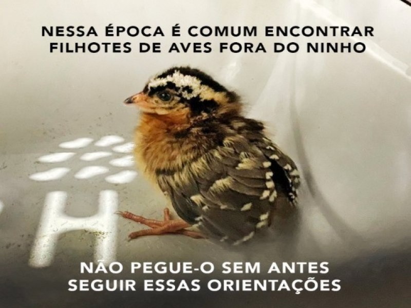 Filhotes de aves no cho: saiba o que fazer para no interferir no seu desenvolvimento