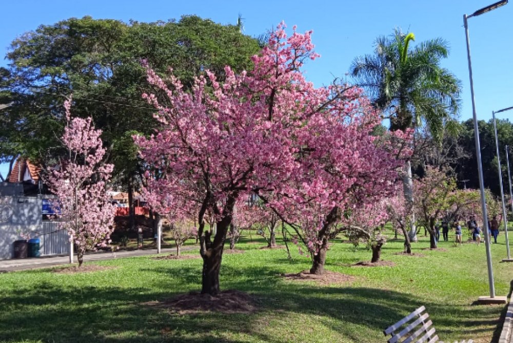39� Edi�ao da Festa da Cerejeiras come�a nesta qurta-feira, confira a programa��o completa.