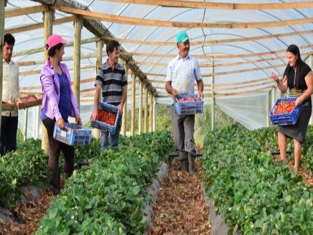 Dra. Tassa indica ao Idep curso de fruticultura para agricultores de Rondnia