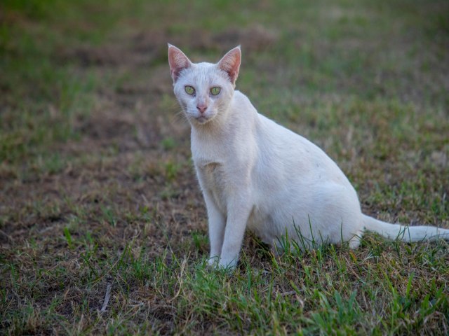 Prefeitura de Porto Velho oferece atendimento veterinrio e castrao gratuita para ces e gatos