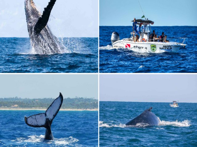 Temporada de observao de baleias comeou e j encanta turistas pelo Brasil