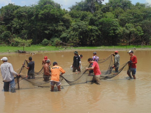 Governo de RO inicia resgate de alevinos de Pirarucu na Resex Lago do Cuni para minimizar impactos da crise hdrica