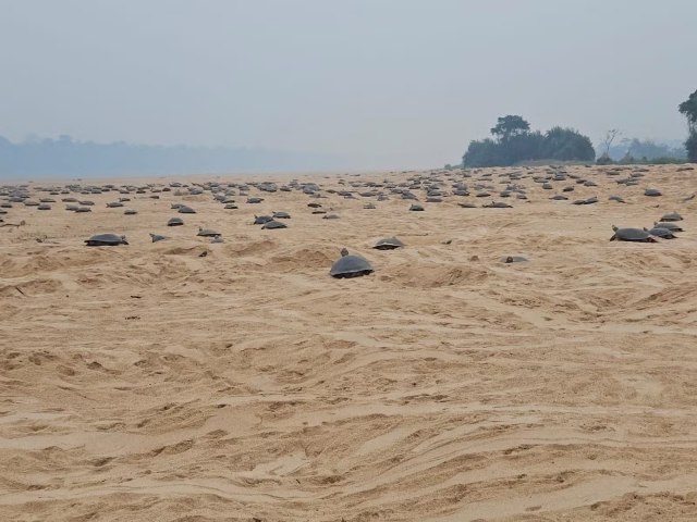 Atraso na desova de tartarugas em Rondnia por causa das queimadas pode fazer filhotes se afogarem