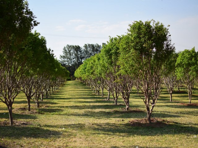 Turismo rural: experincias de colheita de frutas encantam visitantes no interior de So Paulo