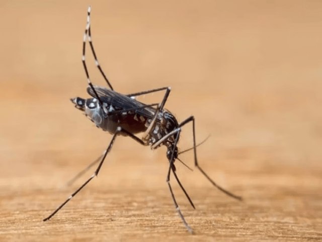 Brasil ultrapassa 2 mil mortes por dengue em 2024 e outras 2.291 mortes esto sob investigao