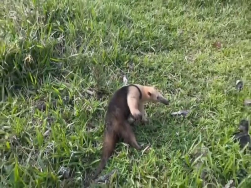 Policiais Militares de Laje resgatam tamandu-mirim e o devolvem ao habitat natural