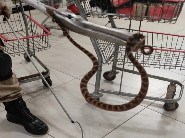 A 4ª CIBM foi acionada para capturar uma serpente dentro do supermercado em Nova Xavantina