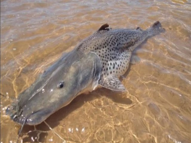 AMEAA DE EXTINO  : Pesca de pintado passa a ser proibida em todo o Brasil a partir de setembro