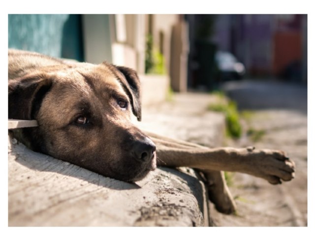 Vereadores aprovam projeto para matar animais abandonados