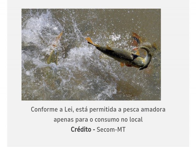 Pescador amador s pode atuar na modalidade 