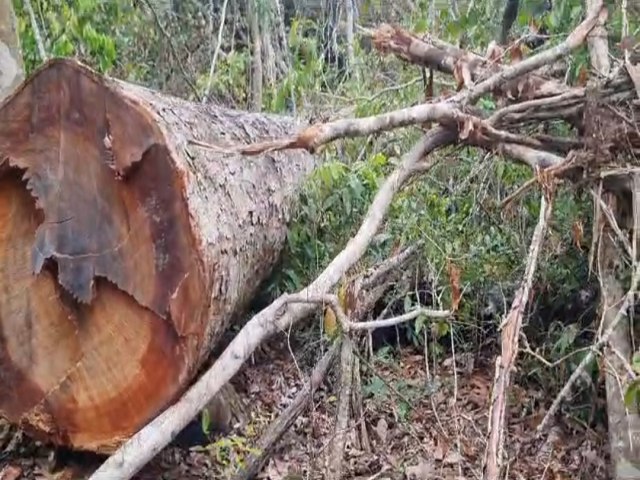 Polcia Civil desarticula ponto utilizado por criminosos para extrao ilegal de madeira em Querncia