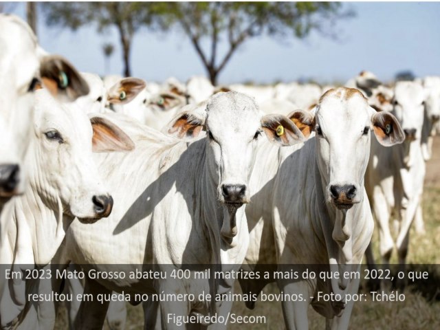 Mato Grosso se mantm na liderana com maior rebanho do pas