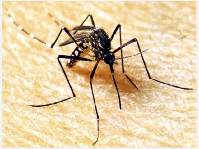 Campanha de conscientizao contra dengue em Mato Grosso comea nesta segunda-feira (18)