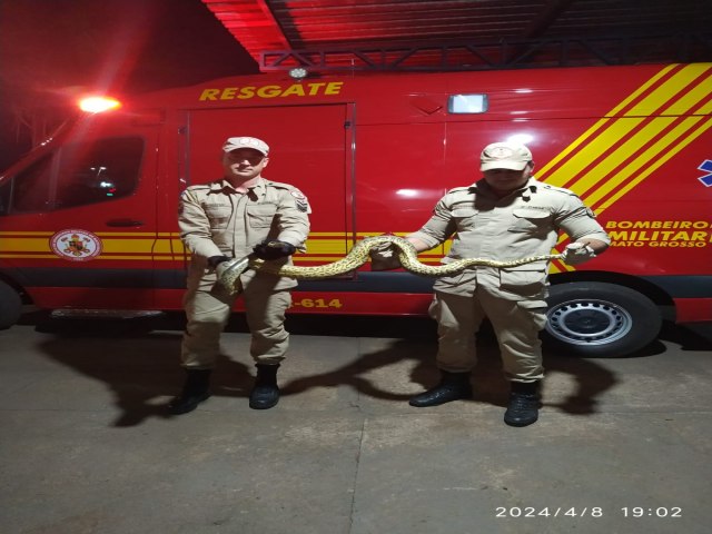 Corpo de Bombeiros  chamado para capturar sucuri