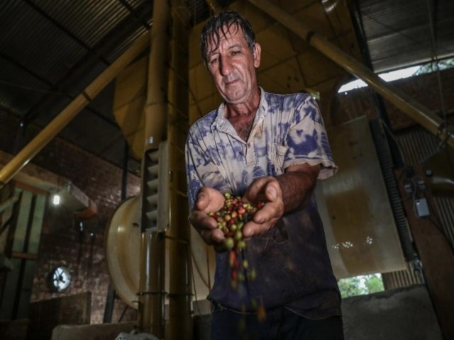 MT sai da penltima posio para um dos 10 maiores produtores de caf do pas