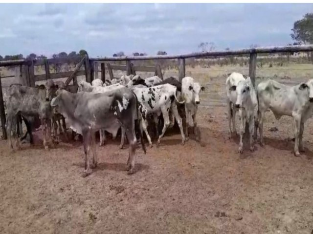 Polcias Civil e Militar prendem homem por furto de gado em Ribeiro Cascalheira e recuperam animais