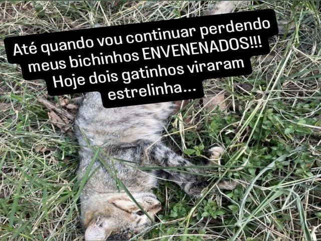 Moradora denuncia novo caso de suposto envenenamento de animais no bairro Morada do Sol
