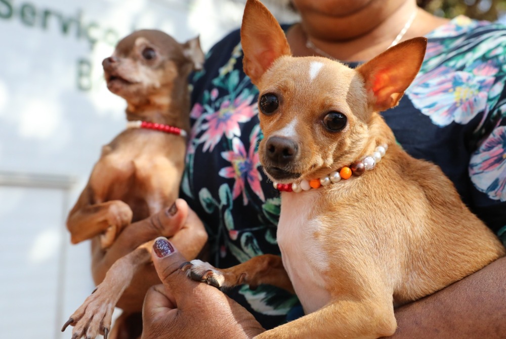 Recanto das Emas tem a��o itinerante com 600 vagas para castra��o gratuita de c�es e gatos