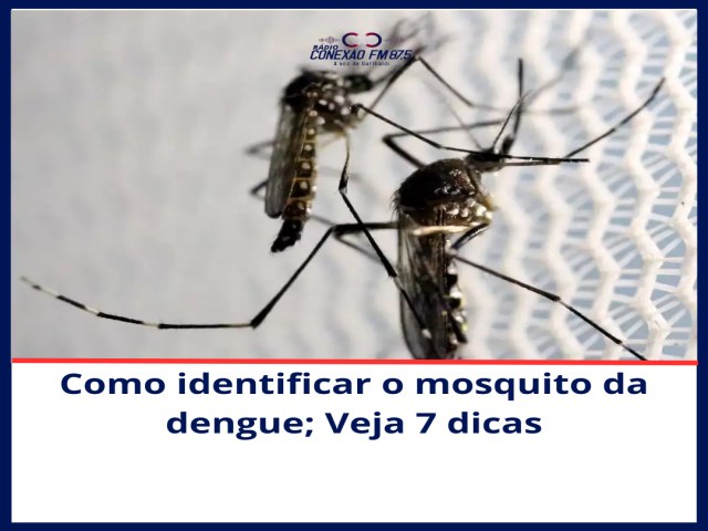 Como identificar o mosquito da dengue; Veja 7 dicas