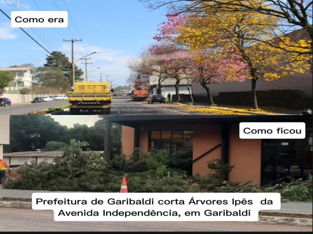 Prefeitura de Garibaldi corta rvores Ips da Avenida Independncia