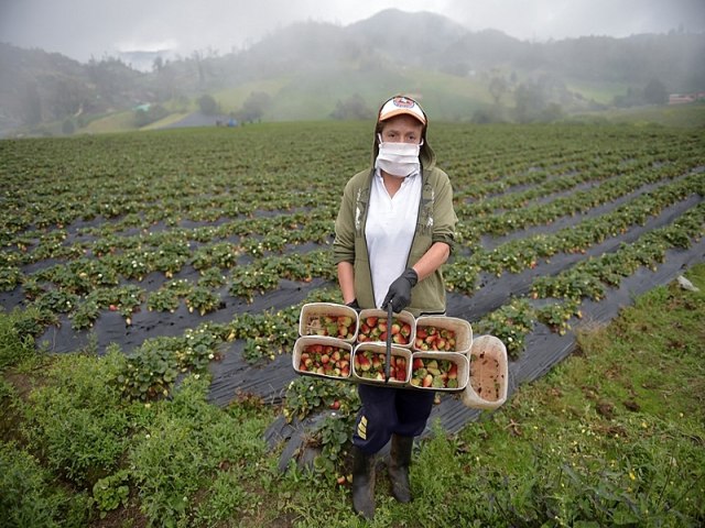 Colmbia destina 681 mil hectares para reforma agrria